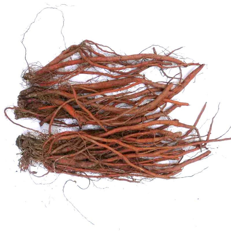 Blog 3 Salvia Miltiorrhiza